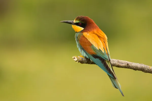 Pássaro com plumagem de cor — Fotografia de Stock