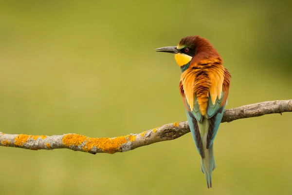 Pták s barvou peří — Stock fotografie