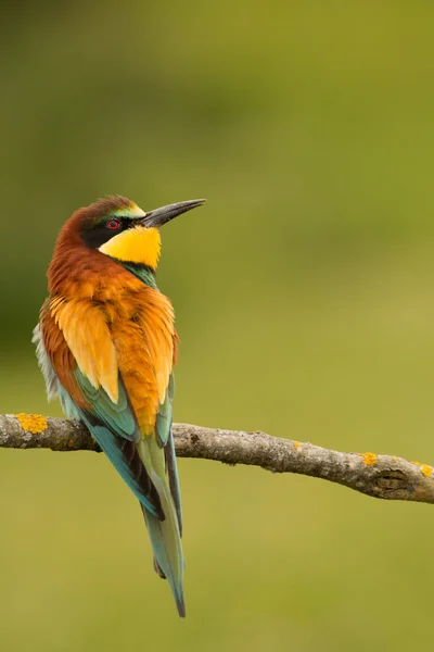 Pássaro com plumagem de cor — Fotografia de Stock