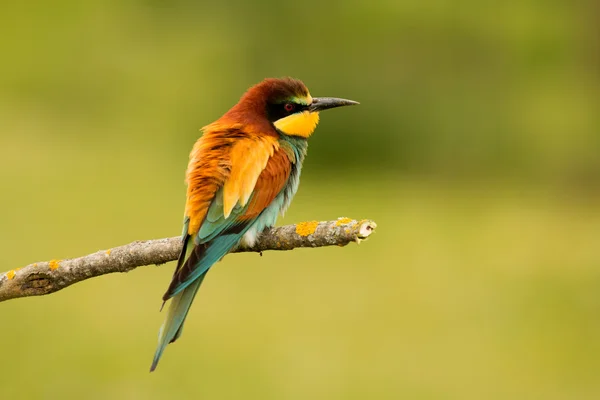 Птах з кольоровим оперенням — стокове фото