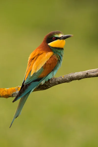 Pássaro com plumagem de cor — Fotografia de Stock