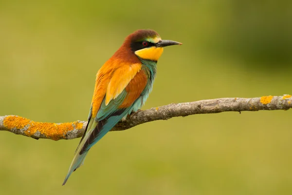 彩色羽毛的鸟 — 图库照片