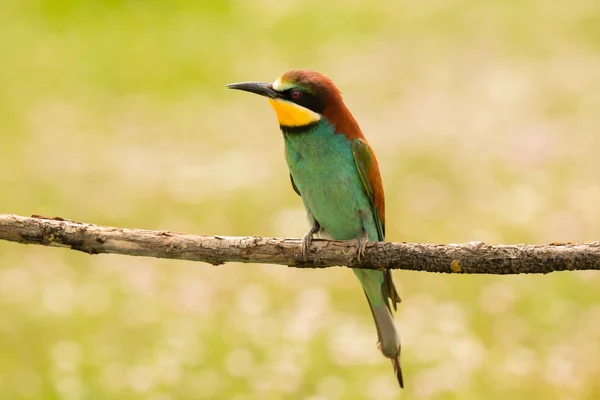 Vogel met kleur verenkleed — Stockfoto