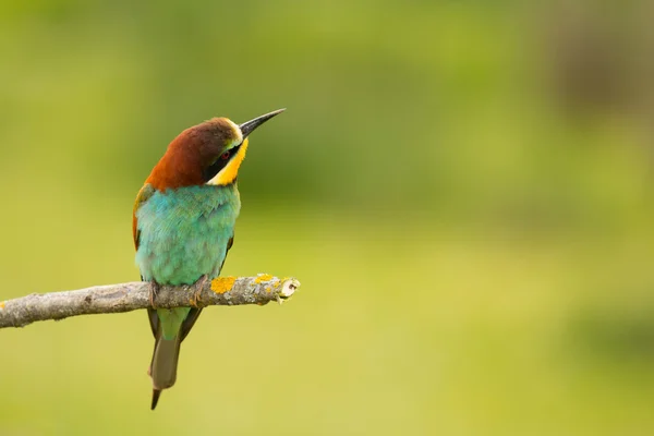 Oiseau avec plumage couleur — Photo