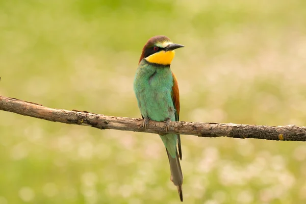 Fågel med färg fjäderdräkt — Stockfoto