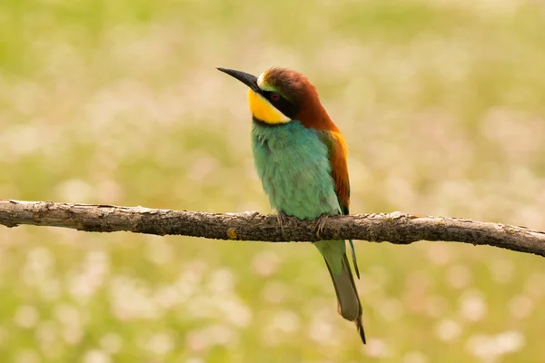 Kuş renk tüyleri ile — Stok fotoğraf