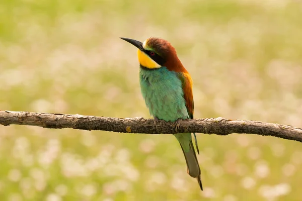 Vogel mit farbigem Gefieder — Stockfoto