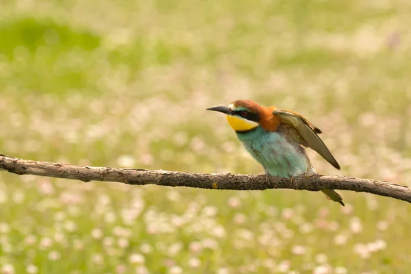 Volně žijící pták hřadující na větvi — Stock fotografie