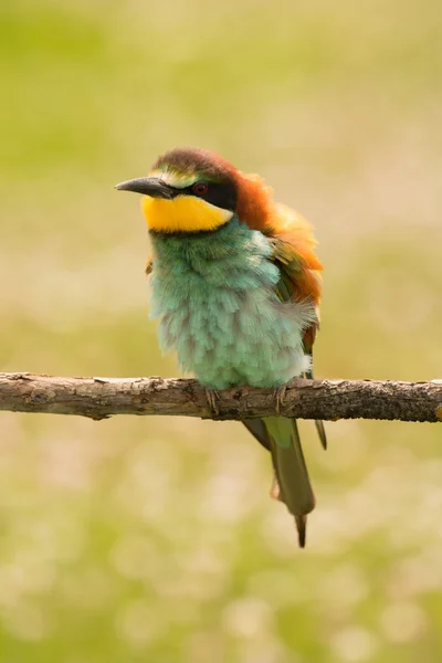 Pássaro com plumagem de cor — Fotografia de Stock