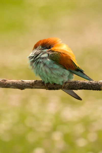 Oiseau avec plumage couleur — Photo