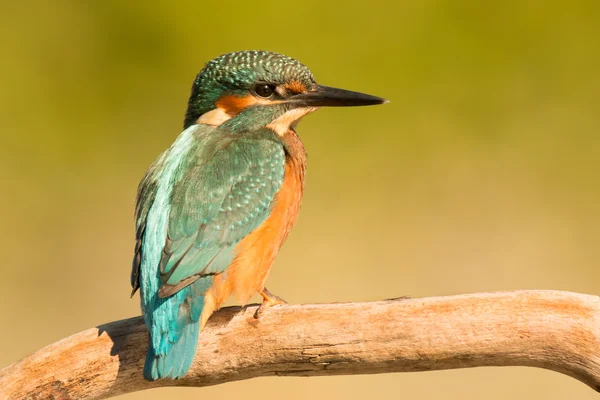 Kingfisher kyydissä haara — kuvapankkivalokuva