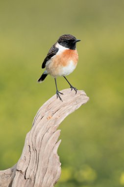 Doğada güzel yabani kuş