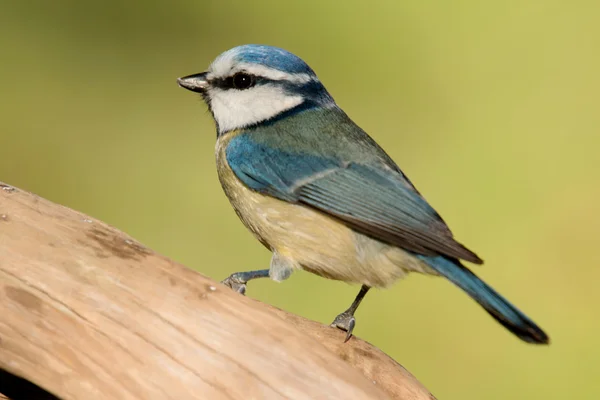 Joli nichon avec tête bleue levant les yeux — Photo