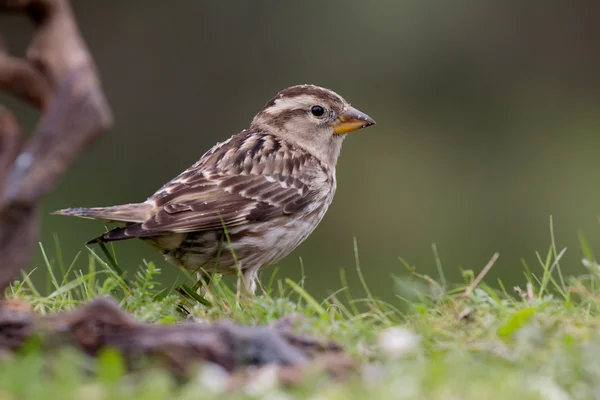 Hermoso pájaro salvaje —  Fotos de Stock