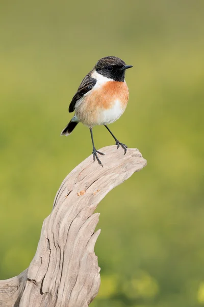 Vackra vilda fåglar i naturen — Stockfoto