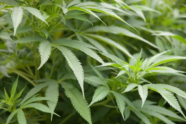 Planta de hojas de marihuana de cerca — Foto de Stock