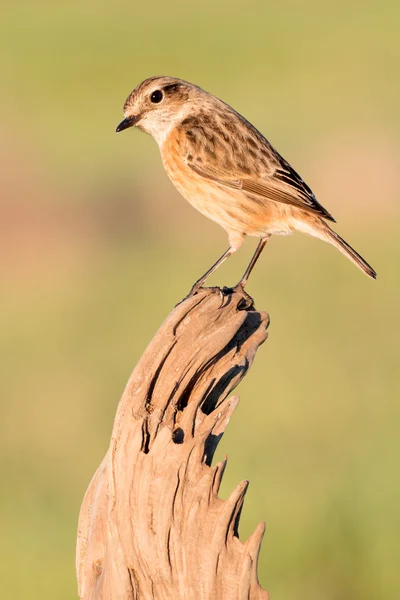 Piękny ptak dziki — Zdjęcie stockowe