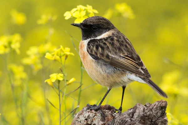 Beautiful wild bird — Stock Photo, Image