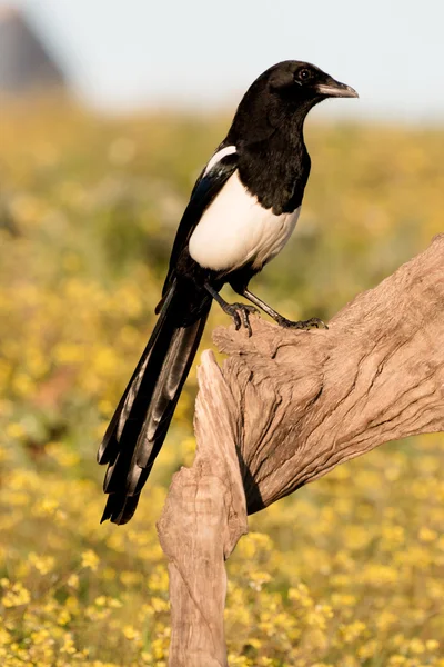 Magpie empoleirado em um ramo — Fotografia de Stock