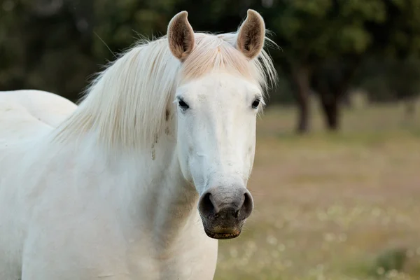 Bonito caballo blanco libre en los pastos — Foto de Stock