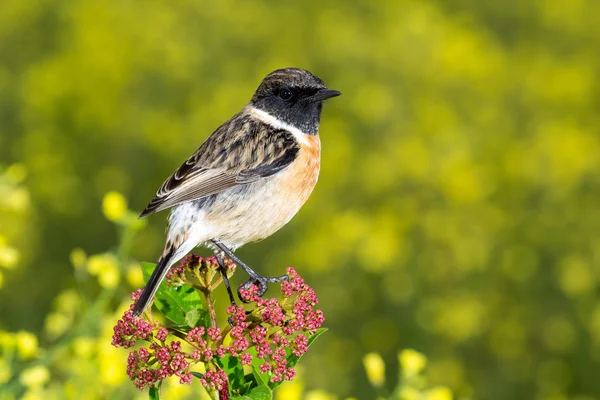 Bel oiseau sauvage — Photo