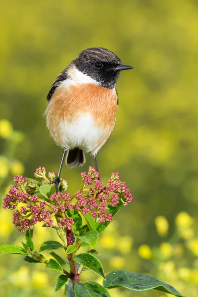 Krásný volně žijících ptáků — Stock fotografie