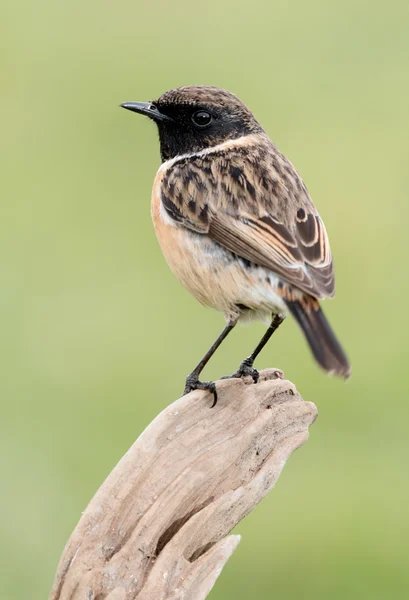 Bellissimo uccello selvatico — Foto Stock