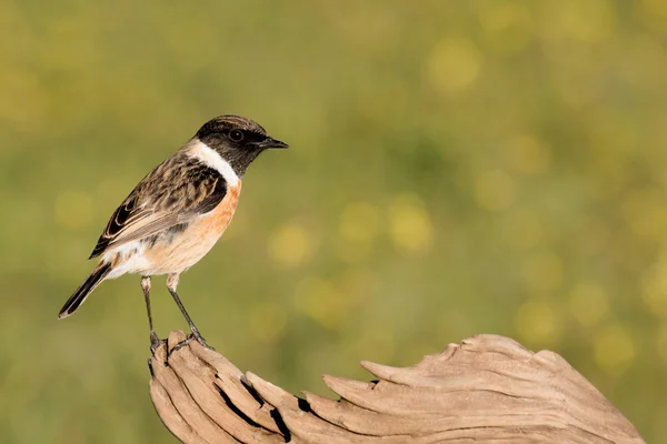 Gyönyörű vadon élő madár — Stock Fotó