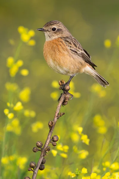 Schöner Wildvogel — Stockfoto