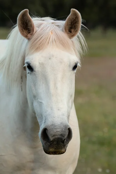 Bom cavalo branco livre nas pastagens — Fotografia de Stock