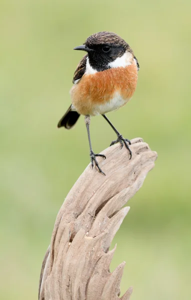 美しい野生の鳥 — ストック写真