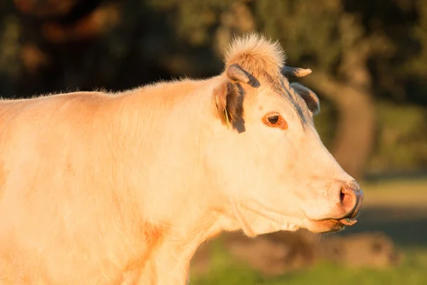 Vacas de carne de bovino pastando nos pastos — Fotografia de Stock