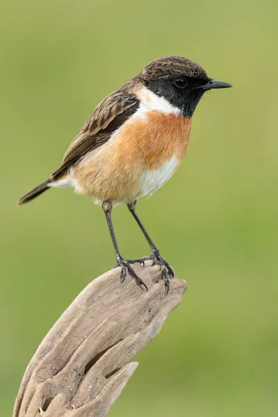 Krásný pták volně žijící v přírodě — Stock fotografie