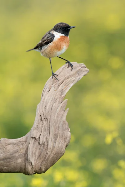 Bel oiseau sauvage dans la nature — Photo