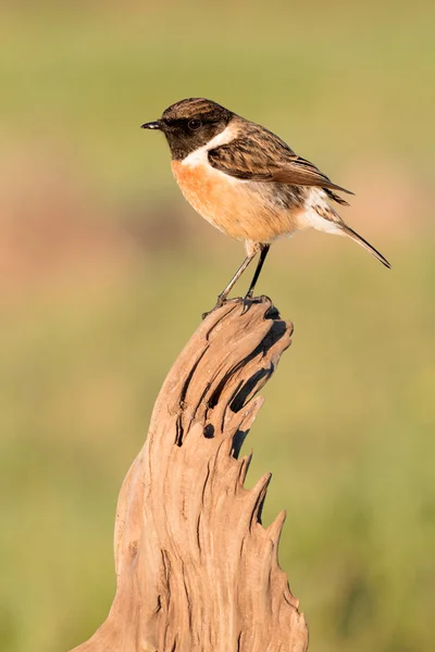 Piękny ptak dziki — Zdjęcie stockowe