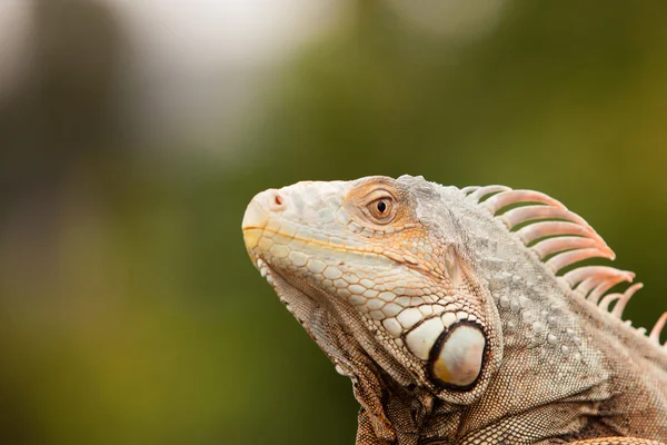 Perfil de uma Iguana — Fotografia de Stock