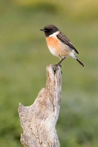 Krásný volně žijících ptáků — Stock fotografie