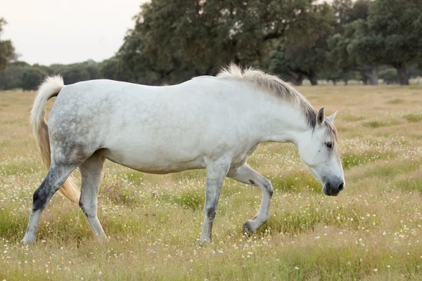 Nice free white horse in the pastures — Stock Photo, Image