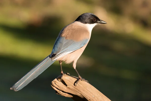 Pássaro pequeno agradável em um ramo — Fotografia de Stock