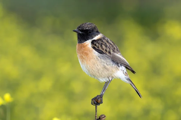 Krásný volně žijících ptáků — Stock fotografie