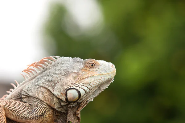 Perfil de uma Iguana — Fotografia de Stock