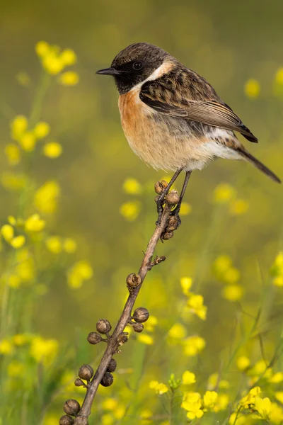 Gyönyörű vadon élő madár — Stock Fotó