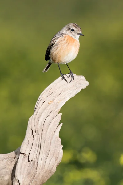 Bel oiseau sauvage — Photo