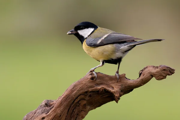 Joli petit oiseau sur une branche — Photo