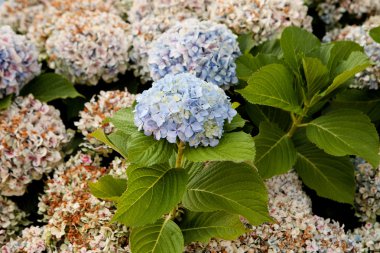 Büyük ortanca bitki çiçek ile