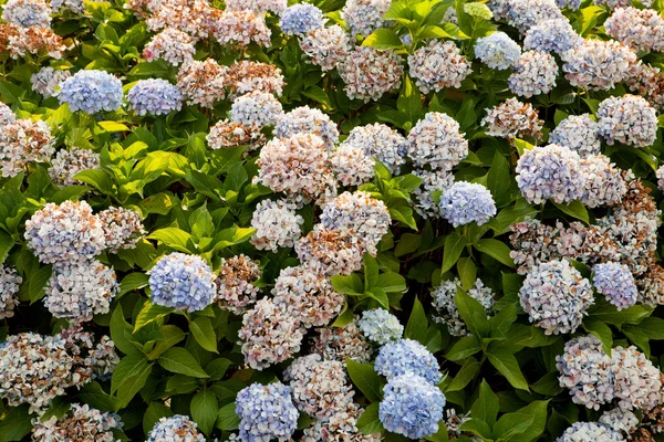 Stora hortensia växt med blommor — Stockfoto