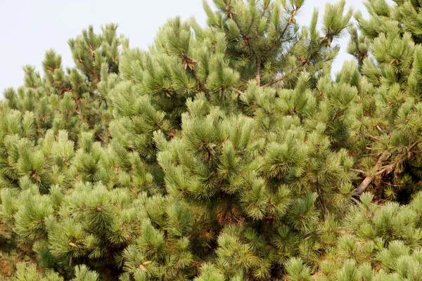 Het hoogste punt van de bovenkant van een weelderige pijnbomen — Stockfoto