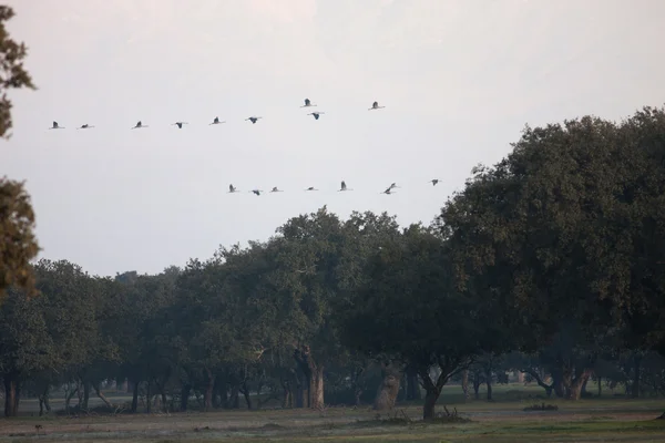Flock of cranes flying over the oaks