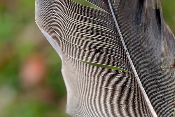 Feather texture in gray tone — Stock Photo, Image