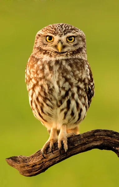 Small owl in the nature